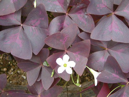 オキザリス トライアングラリス Oxalis Triangularis かぎけんweb