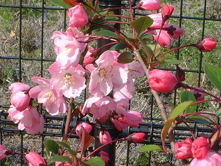 ハナカイドウ 花海棠 かぎけんweb