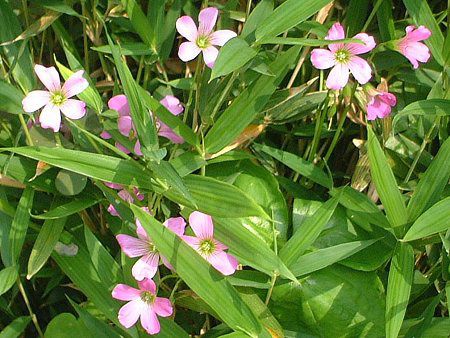 ムラサキカタバミ 紫片喰 かぎけんweb