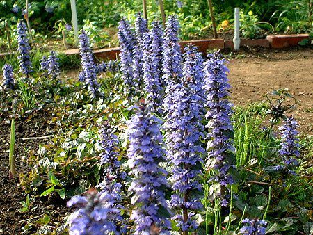 アジュガ Ajuga かぎけんweb