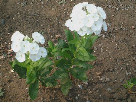 最新フロックス パニキュラータ 最高の花の画像