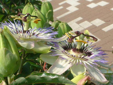 パッシフローラ(Passiflora)【かぎけんWEB】