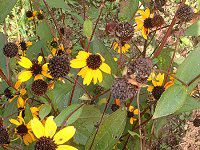 ルドベキア Rudbeckia かぎけんweb