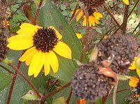 ルドベキア Rudbeckia かぎけんweb