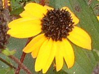 ルドベキア Rudbeckia かぎけんweb