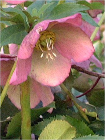 レンテンローズ Lenten Rose 恥ずかしがり屋のレンテンローズ かぎけんweb