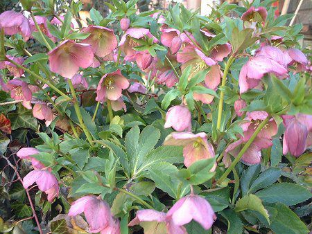 レンテンローズ Lenten Rose 恥ずかしがり屋のレンテンローズ かぎけんweb