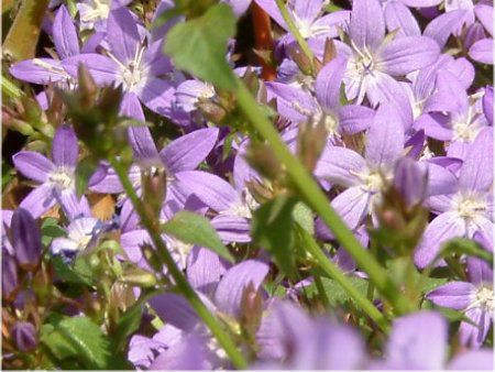 カンパニュラ ポシャルスキャナ Campanula Posharskyana かぎけんweb