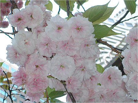 八重桜 カンザン 関山 かぎけんweb