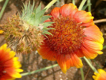 テンニンギク 天人菊 かぎけんweb