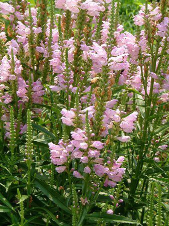 ハナトラノオ 花虎尾 かぎけんweb