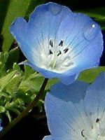 浜名湖花博の花 015 ネモフィラ メンジージー インシグニスブルー Nemophila Menziesii Insignis Blue かぎけんweb 04年4月