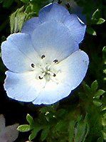 浜名湖花博の花 015 ネモフィラ メンジージー インシグニスブルー Nemophila Menziesii Insignis Blue かぎけんweb 04年4月