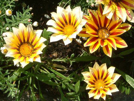 ガザニア Gazania かぎけんweb