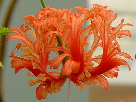 花博の花 113 フウリンブッソウゲ 風鈴仏桑花 かぎけんweb