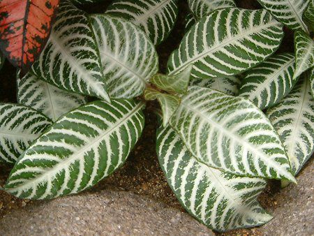 アフェランドラ ダニア Aphelandra Dania かぎけんweb