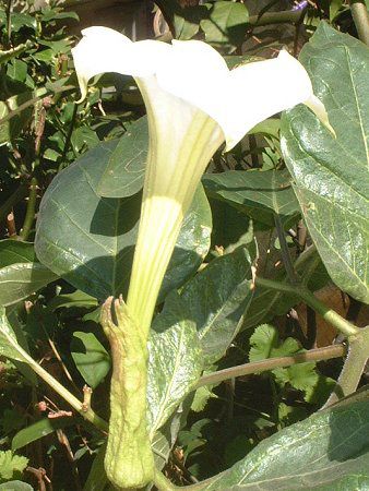 ダツラ Datura かぎけんweb