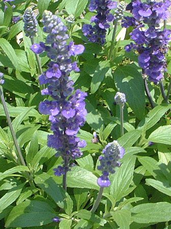 サルビア ファリナセア Salvia Farinacea かぎけんweb