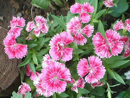 ダイアンサス Dianthus かぎけんweb