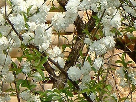 ニワザクラ 庭桜 かぎけんweb