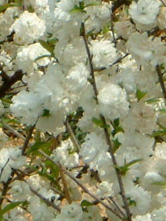 ニワザクラ 庭桜 かぎけんweb