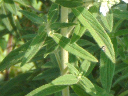 マウンテンミント Mountain Mint かぎけんweb