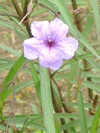 ヤナギバルイラソウ 柳葉ルイラ草 かぎけんweb