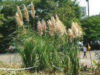 パンパスグラス Pampas Grass かぎけんweb