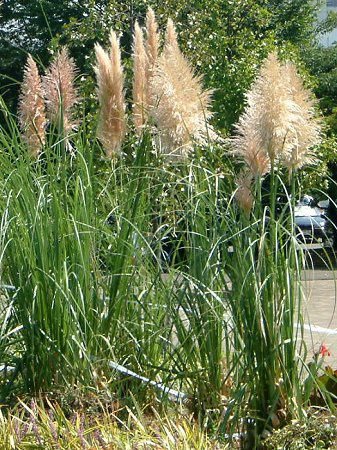 パンパスグラス Pampas Grass かぎけんweb