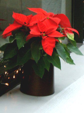 ポインセチア Poinsettia かぎけんweb