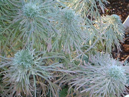 アサギリソウ 朝霧草 かぎけんweb