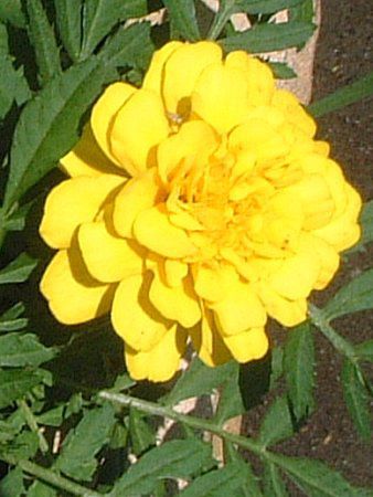 マリーゴールド Marigold かぎけんweb