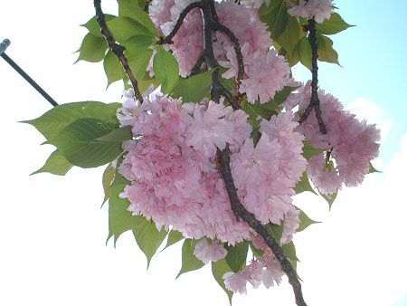 八重桜 カンザン 関山 かぎけんweb