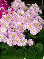 サイネリア Cineraria シネラリアとも言う かぎけんweb