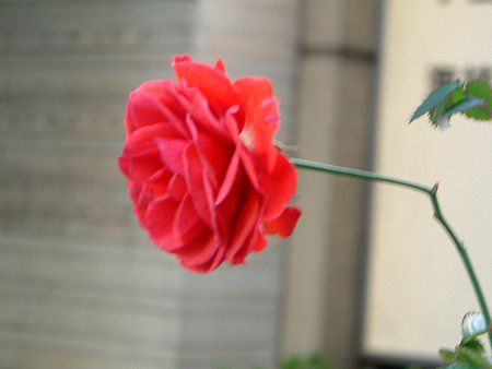 バラ 薔薇 かぎけんweb