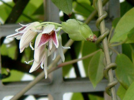 4月の花 3 05年4月3日 更新 年3月15日 かぎけんweb