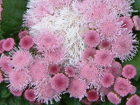 アゲラタム Ageratum かぎけんweb