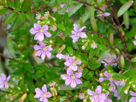 クフェア ヒッソピフォリア Cuphea Hyssopifolia かぎけんweb