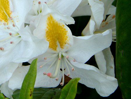 シャクナゲ 石楠花 かぎけんweb