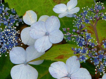 アジサイ 紫陽花 かぎけんweb