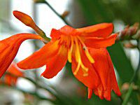 クロコスミア Crocosmia かぎけんweb