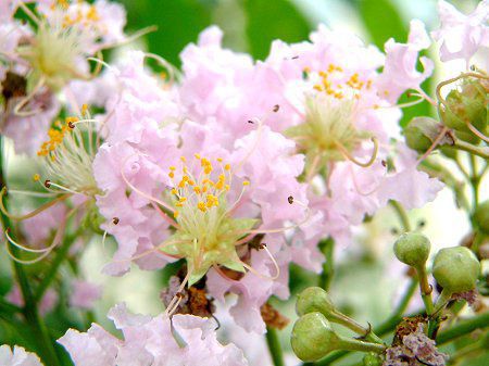 ベスト50 サルスベリ 品種 最高の花の画像
