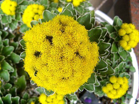 アゲラタム Ageratum かぎけんweb