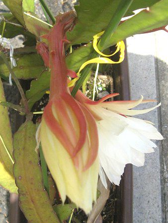 エピフィルム Epiphyllum かぎけんweb