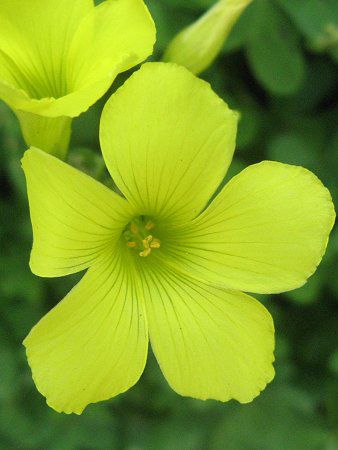 オオキバナカタバミ 大黄花片 かぎけんweb