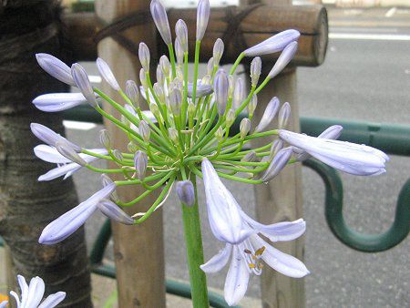 アガパンサス Agapanthus かぎけんweb