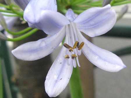 アガパンサス Agapanthus かぎけんweb