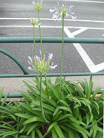 アガパンサス Agapanthus かぎけんweb