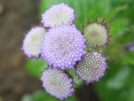 アゲラタム Ageratum かぎけんweb