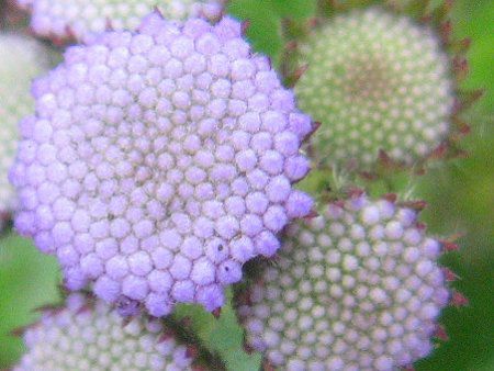 アゲラタム Ageratum かぎけんweb